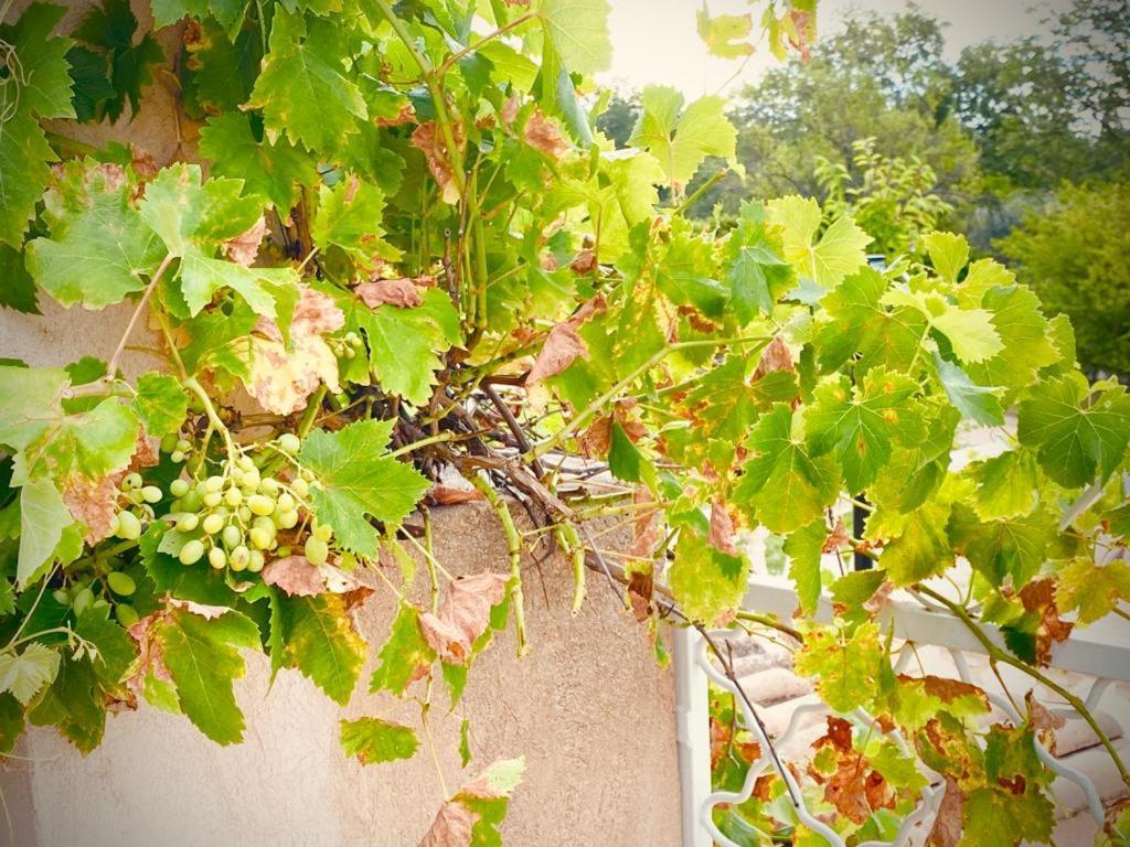 La Villa Des Ames Liees Draguignan Bagian luar foto